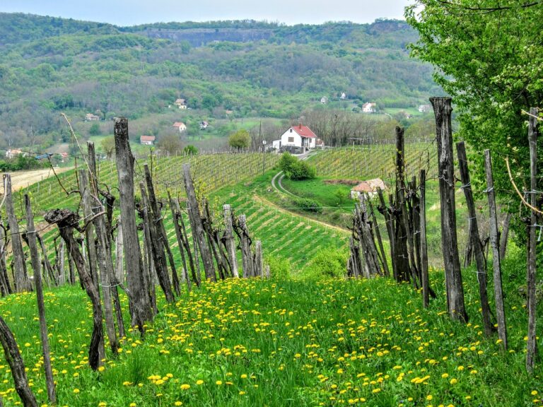 Vineyard