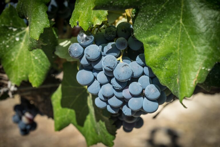 Merlot