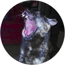 Elizabeth K. profile picture